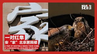 一对红隼安“家”北京居民楼A pair of kestrels make their home at a residential building in Beijing
