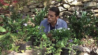 4 variedades de Vinca, una planta cubresuelos - Decogarden - Jardinatis