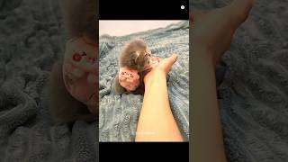 Cute Cats Compilation 😻 #cat #kitten #cute #cutecat