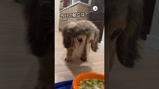 19歳の全力ごはんタイム🥦🥕｜PECO #ミニチュアダックス #miniaturedachshund #シニアワンコ #シニア犬