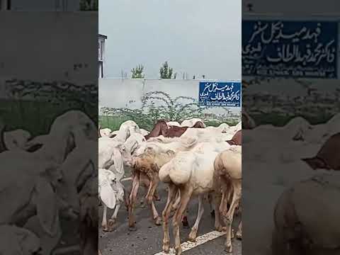🐑 #viralvideo #pakistanivlogger #desivlog #villagevlog #villagelife #animalshorts #viralshorts