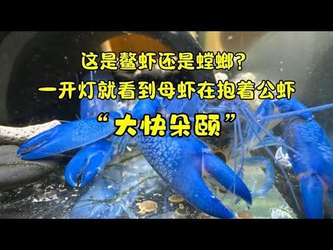 这是鳌虾还是螳螂？一开灯就看到母虾在抱着公虾“大快朵颐”