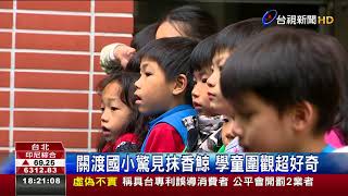 關渡國小驚見抹香鯨學童圍觀超好奇