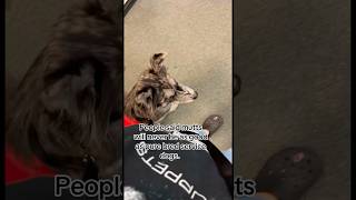 #dogtraining #dogbreed #disabilityawareness #servicedogtraining #servicedog