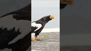 World heaviest Eagle 😱 #doyouknow #getthefacts #animals #factsonly #facts #historytok