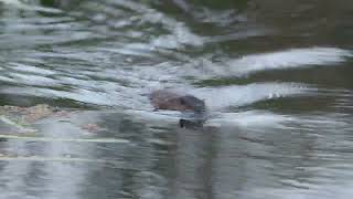 Rakali swims by us!