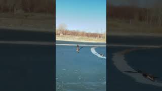 “Soaring high like a boss! #BigDuckAdventures” 🦆🦢Tags:#FlyingDuck #Wildlife #BirdWatching