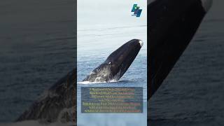 top 5 animals with the longest lifespan #animals #animal #shorts #viral #animalshorts