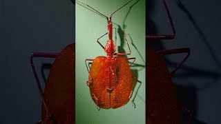 Strangest Insect in My Collection