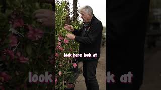 Camellia Hiryu is perfect as a hedge or feature plant!🌺
