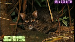 The Iriomote Cat – The Rarest Wild Cat in Japan! | Wildlife Wonders