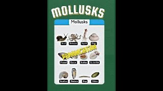 Mollusks Pronunciation Guide