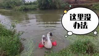 老大被粉丝夸了会挑水下雨都说要浇菜😂😂😂这回草率了吧😂😂桶掉了#这操作都看傻了 #看一遍笑一遍 #村里最靓的仔