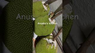 Fastest way(village ) to ripe the jackfruit #tips #jackfruit #village