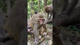AWW MONKEY | HAVE A FUN WITH MONKEY | MONKEY FUN EVERY DAY