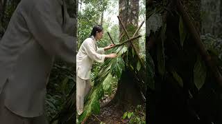 make a tent with nature #nature #rainymood #NatureMood #rain #asmr