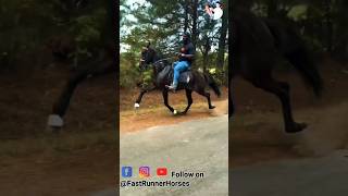 Powerful घोड़ा 🏇 #horse #sansansehorhorse #horsecare #horselove #animal #shorts