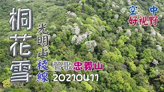 滿山桐花雪白在鶯歌光明山稜線,忠義山，空拍-20210411,4K畫質