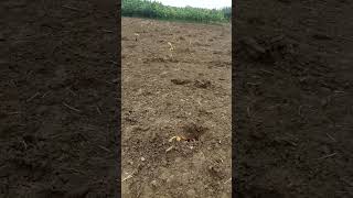 kela ke kheth#hotvideo#shortvideo #mrbeast #funny #youtubestar