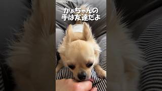 かぁちゃんの手が大好きなチワワ【うちのわんこ】 #shorts #うちのわんこ #チワワ