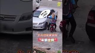 动新闻｜太萌了！主人骑摩哆这样载它  网赞人狗情谊非凡