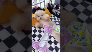 #Pet supplies recommendation# Dogs are pets but also family members#cute #puppy #cutedog #shorts🐶