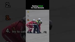 Ranking animal on track moments…