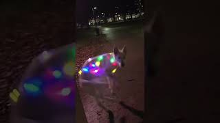 #dogfunnyshorts #dogvines #classicdog #shorts #trendingshorts #trend plz Subscribe me