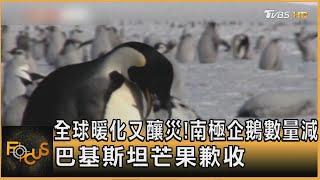 全球暖化又釀災！南極企鵝數量減 巴基斯坦芒果歉收｜方念華｜FOCUS全球新聞20250612 @tvbsfocus
