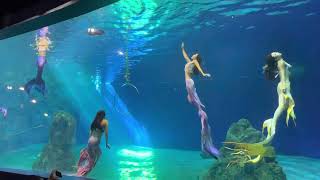 花蓮遠雄海洋公園-美人魚的神秘傳說（五隻大集合）