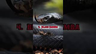 top 10 most dangerous snakes in the world! #snake #kingcobra #shorts #dangerous