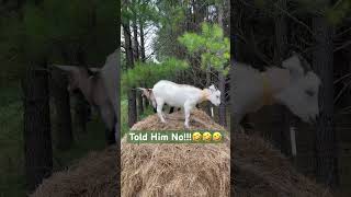 Nice Try Little Goat! #farmfriends #goat #goatfarming #animals #funnypets #goatfarm #farming