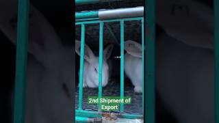 Rabbit Export From Pakistan