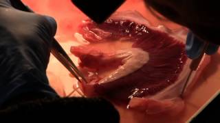 Shark Gill Parasite Dissection | Dyer Island Conservation Trust