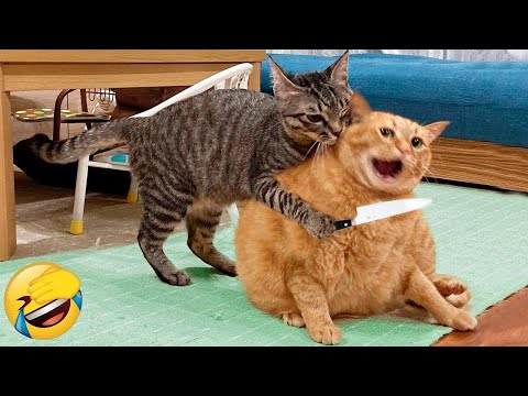 New Funny Animals 🤣 Funniest Cats and Dogs Videos 😹🐶 Part 9