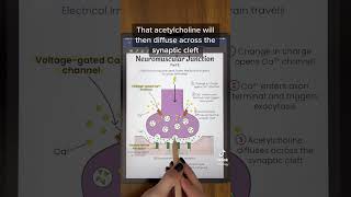 Physiology of Neuromuscular Junction  | TEAS and MCAT Review #shorts #anatomy