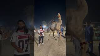 Beautiful camel dance ❤️qurbani 2025❤️#pets #petanimals #petlover #qurbani2025 #petsupplies