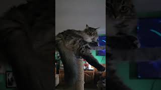 Sassy! #fluffykitty #floofycat #viralcatshorts #viralcats #catshorts #ilovecats