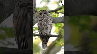 Owl stays calm amid barrage of birds
