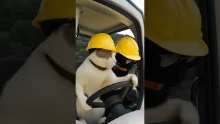 An ordinary workday for Snicker #catlover #snicker #catdriving #drivingcat #catinstagram #cats #cat