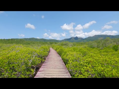 🇹🇭 Salakphet mangrove walkway , koh chang, ko ngamThailand