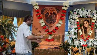Omg Simba 😭 Parag Tyagi weeping in front of Shefali Jariwala and Dog's Photo after they Passed Away