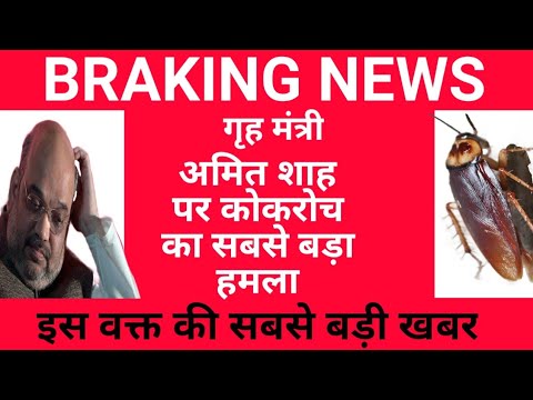गृह मंत्री अमित शाह पर कोकरोच ने किया आक्रमण /इस वक्त की ताजा खबर/ BIG BREAKING NEWS