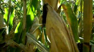M&MFarms_CB.AVI