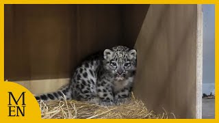 Adorable footage of first ever snow leopard born at Chester Zoo