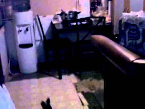 Pixie barking