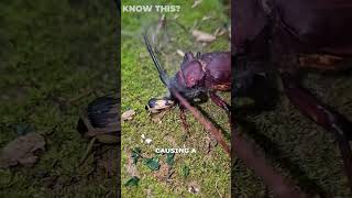 Bombardier Beetle’s Explosive Defense!🔥