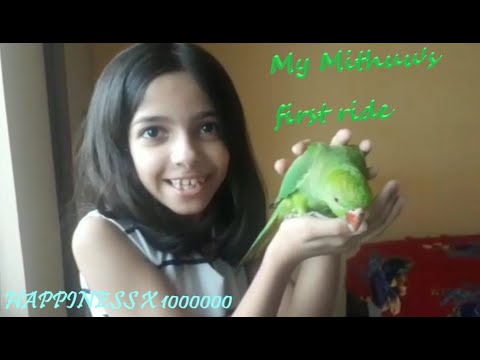 My Parrot’s First Flight!!  | Fun_with_Asita |