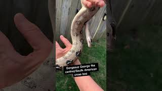 Meet my snakes…  #snake #meetmypet #reptilearmy #usark #snakelove #reptileroom