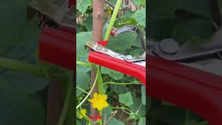Plant Tying Machine| Plant Tapener| Plant Tape Gun| Garden Tape Tool | Amazon ProBox
